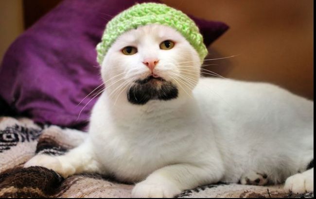 Кот-хипстер стал звездой Instagram