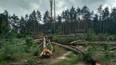 "Крик отчаяния": в Чернобыле массово спиливают деревья и вывозят за пределы зоны (видео)