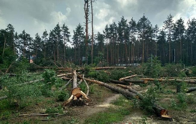 "Крик відчаю": в Чорнобилі масово спилюють дерева і вивозять за межі зони (відео)