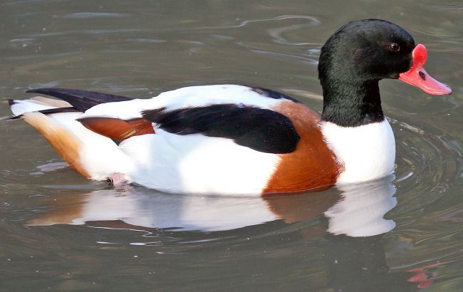 До України прилетіли понад 30 тисяч незвичайних птахів: хто вони (фото)