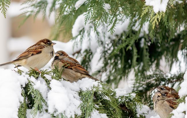 Чем кормить птиц зимой, чтобы не навредить им: что запрещено давать