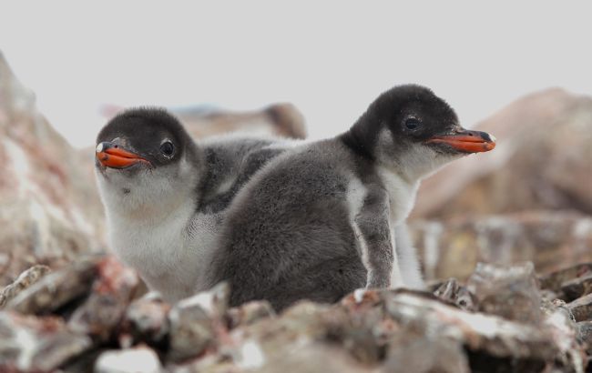Полярники показали новонароджених пінгвінів на станції Вернадського: милі фото дитинчат