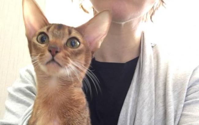 "Лечить не будем": в сети просят помочь кошке дорогой породы, которую бросили хозяева (фото)