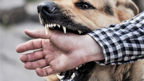 У Миколаєві скажений пес покусав 12 людей: названа зона карантину