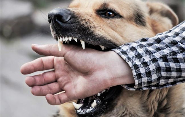 У Миколаєві скажений пес покусав 12 людей: названа зона карантину