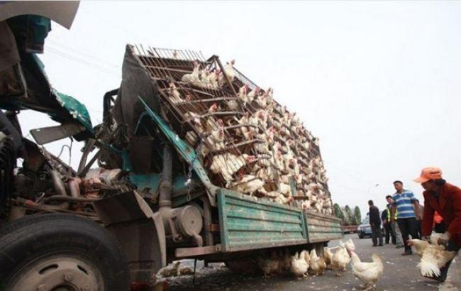 В Енакиево террористы похитили машину с 5 тыс. кур