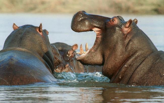 Надлишкова популяція: в Замбії хочуть убити дві тисячі бегемотів