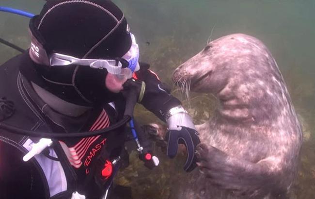 Дайвер Гэри и тюленьи нежности
