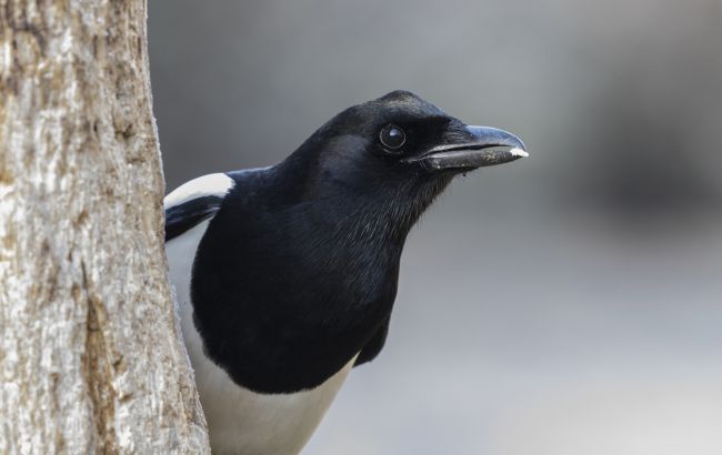 Ми все життя вірили у брехню! Сороки не крадуть прикраси: що з’ясували вчені