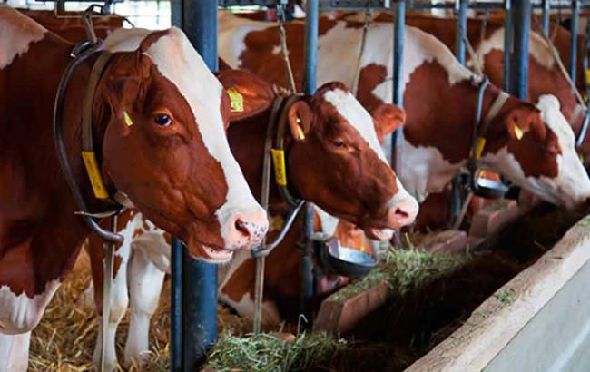 Обсяг сільгоспвиробництва в Україні в листопаді зменшився на 30,7%, - Держстат