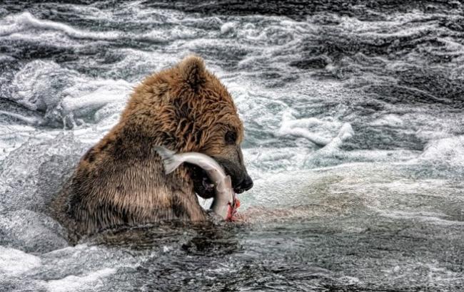 Медвежонок, боящийся перейти через реку, стал звездой соцсети