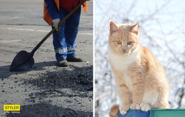 Акуратно прикопав: у Миколаєві кіт "оцінив" якість ямкового ремонту (відео)
