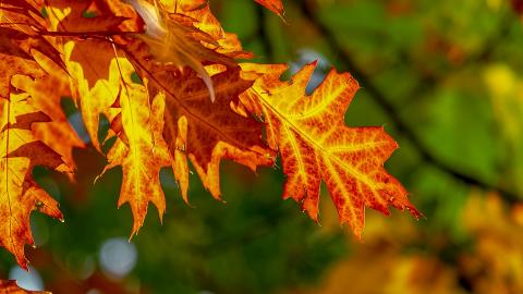 "Похолодання вже близько": синоптик розповіла, чого чекати українцям в найближчий тиждень