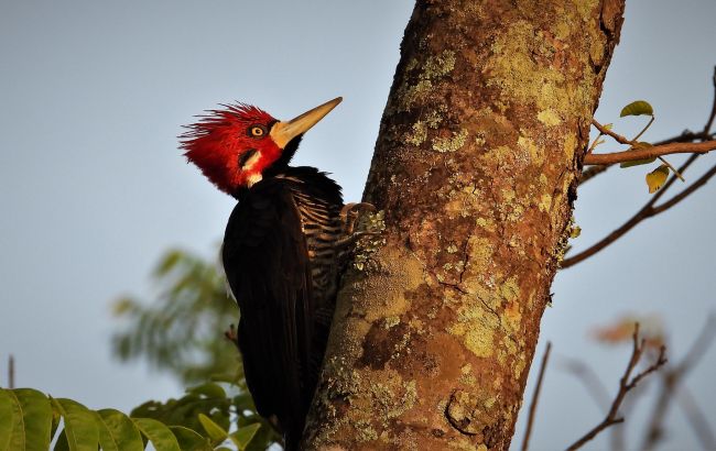 США объявили более 20 видов животных вымершими