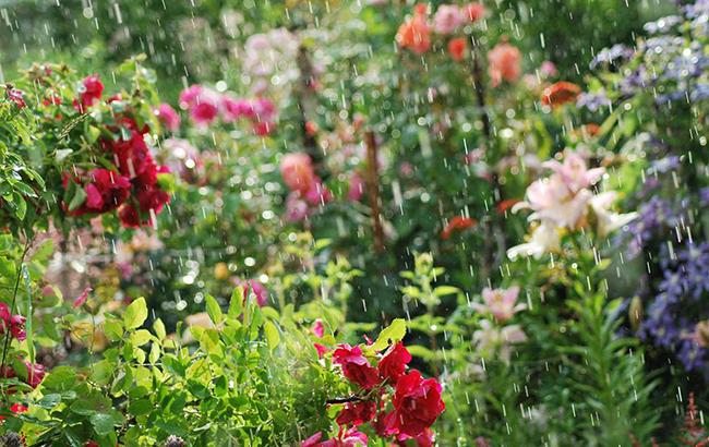 "Спасительная прохлада": синоптики рассказали, где в Украине пройдут дожди