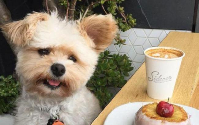 Собака став зіркою соцмережі завдяки фотографіям з хороших ресторанів