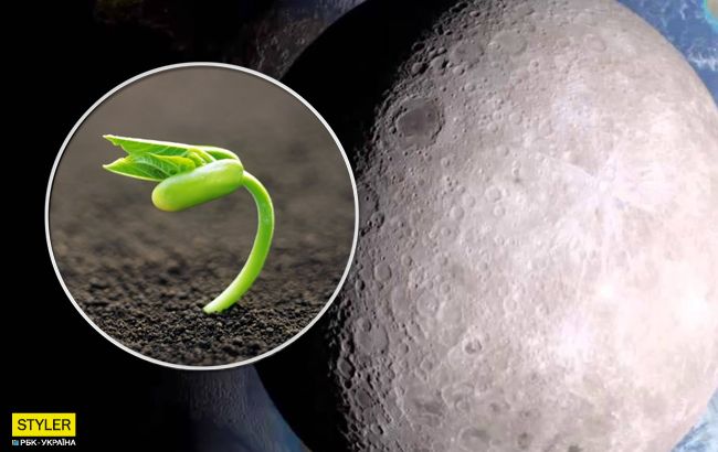 На темній стороні Місяця вчені виростили бавовну