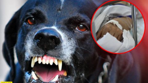 Спасти не удалось: под Харьковом домашний пес набросился на свою хозяйку