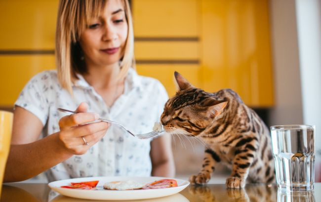 Что категорически нельзя давать коту с праздничного стола