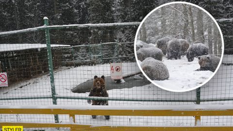 Животные в Украине страдают от аномального тепла: появились грустные фото