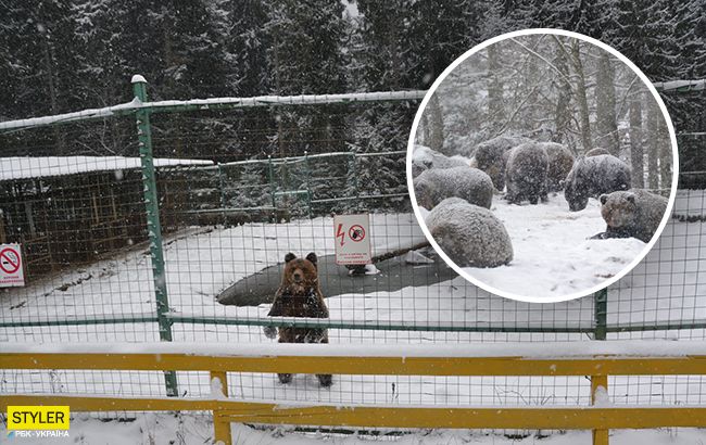 Тварини в Україні страждають від аномального тепла: з'явилися сумні фото