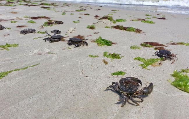 Одеські пляжі заполонили краби