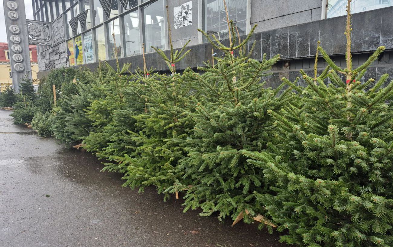 До 7 тисяч за ялинку. Скільки насправді коштують новорічні дерева в Києві