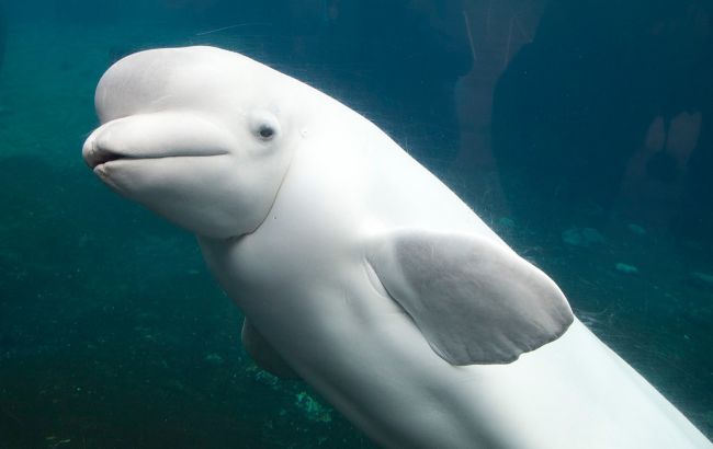 В сеть попало невероятное видео с уникальным дельфином-альбиносом по имени Каспер