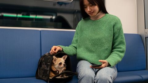 Как безопасно перевозить животных в поезде: советы для владельцев кошек, собак и птиц