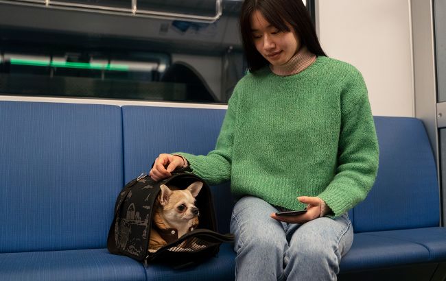 Как безопасно перевозить животных в поезде: советы для владельцев кошек, собак и птиц