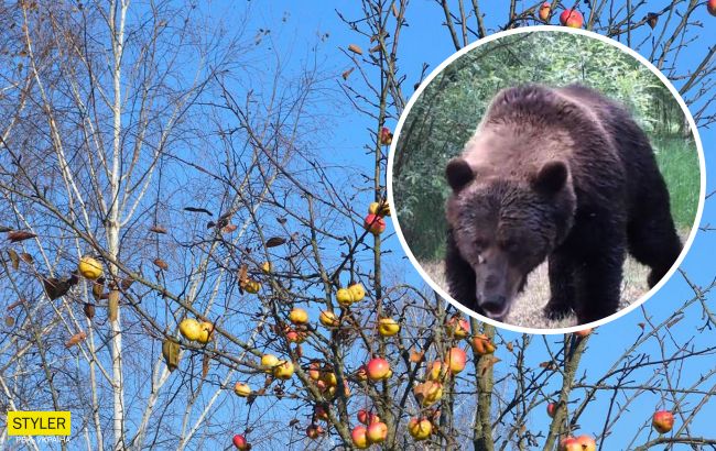 У Чорнобилі ведмідь зламав хребет оленю (фото)