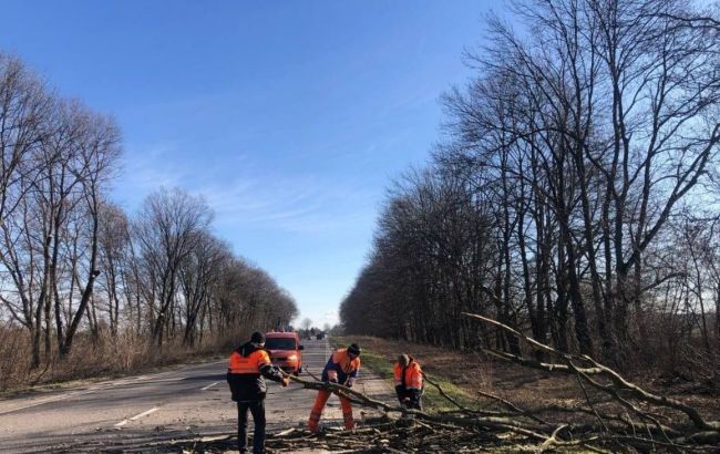 Во Львовской области от ветра падают деревья: украинцам дали советы