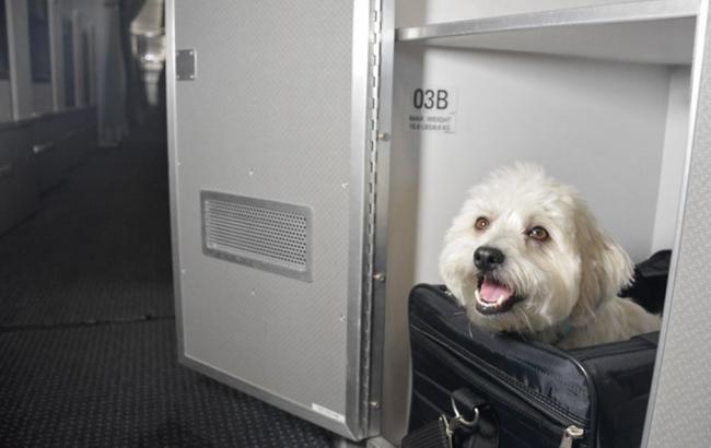 American Airlines предложила перевозку домашних животных первым классом