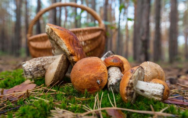 "Опята" и "маслята" - это суржик: запомните, как правильно называть грибы на украинском