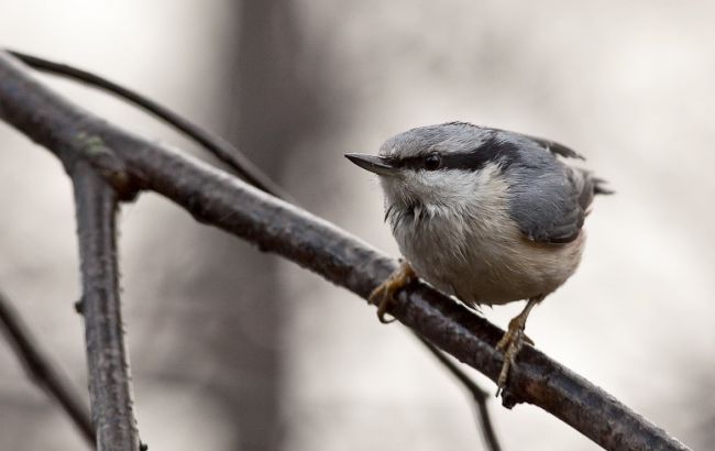 Погода на сегодня: в Украине местами дожди, температура до +11