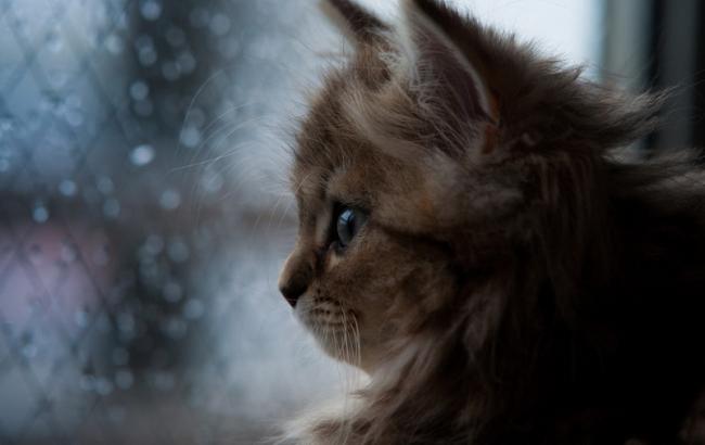 Погода на сьогодні: в Україні мінлива хмарність, місцями дощі, температура до +23