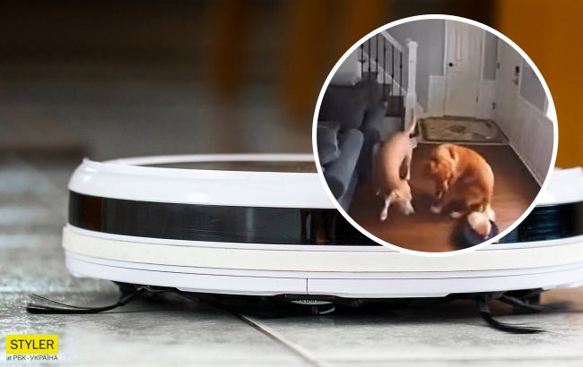 Пес победил робота-пылесоса в ожесточенном поединке: смотрите видео баталии