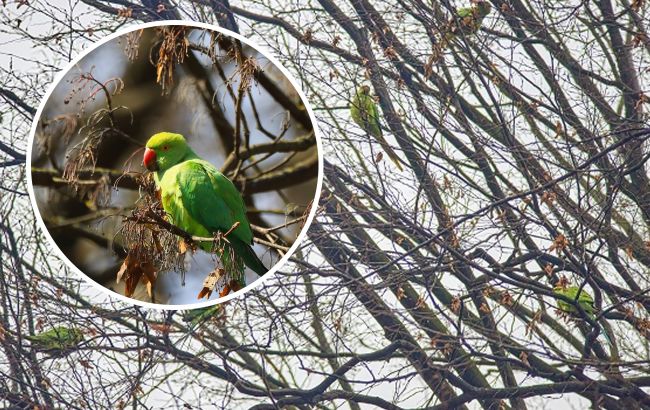 Настоящая экзотика. На деревьях в Черновцах поселились тропические птицы (фото)