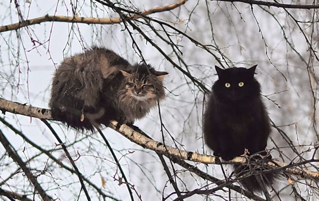 Погода на сегодня: в Украине местами снег с дождем, температура до +11