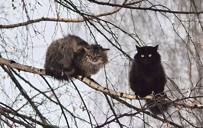 Погода на сьогодні: в Україні місцями дощі, температура до +14