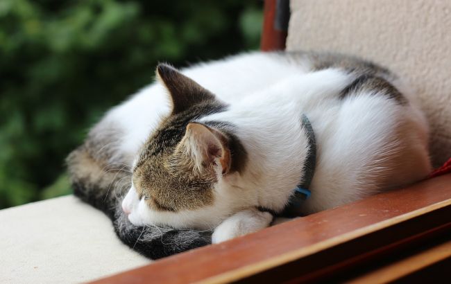В Киеве из окна многоэтажки выбросили кошку с котятами: выжило только одно животное