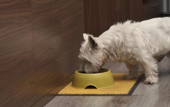 Чи можна собакам їсти котячий корм? Ось, що треба знати