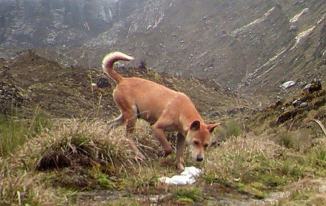 У Новій Гвінеї знайшли зниклий 50 років тому древній вид собак