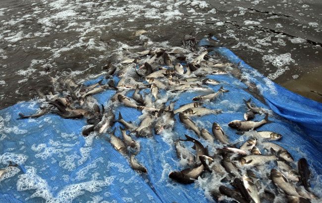 В Киевское водохранилище запустили более 100 тыс. штук молодой рыбы