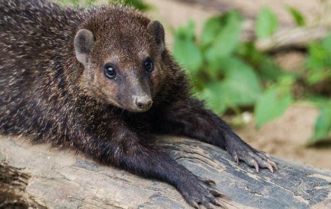В Киевский зоопарк завезли экзотических животных