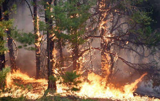 В Україні з початку року на пожежах загинули майже 1,2 тис. громадян, - ДСНС