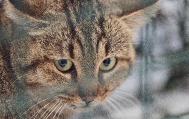 Ученые обнаружили новый таинственный вид кошки, которую прозвали "лисица" (фото)