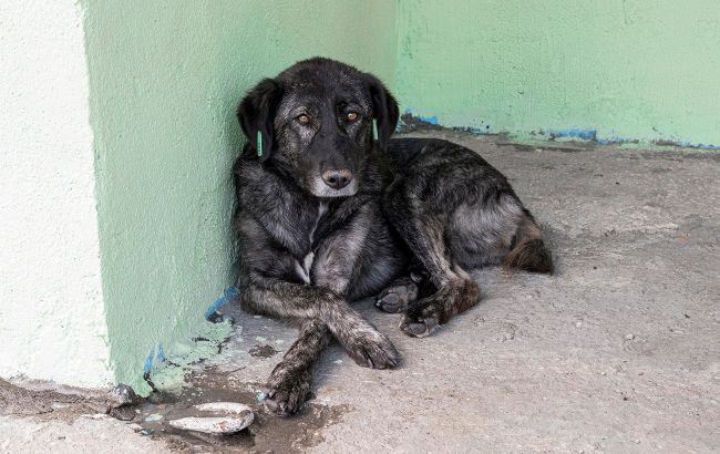 У Києві м'ясом з голками труять домашніх і вуличних собак: як вберегти улюбленця (фото)
