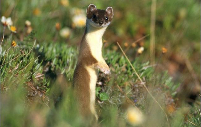 Погода на сегодня: в Украине преимущественно без осадков, температура до +25