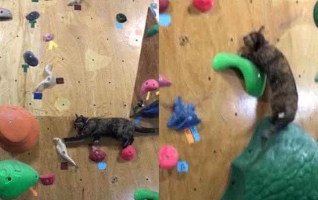 Кіт-скелелаз з Японії встановив новий рекорд